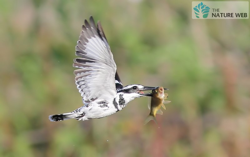 Pied Kingfisher